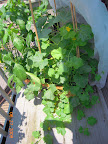 13/9/6 week cantaloupe - not convinced any fruit have set, though pollinating female fruit flowers every day now.