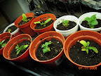 One pansy looks like it's really getting established. Others... not so much.