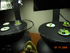 1 week new lettuces, didn't germinate well (nutes too strong?) Replanted KRC in the domed one - zero germination.