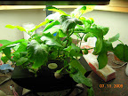 32/19 week eggplants miserable with aphids, didn't like getting pruned.