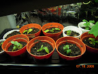 One pansy clearly growing, others not so hot. Got awfully buggy in there, tried some insecticides.