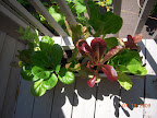 Lettuce. Haven't been eating this much, because it's a pain to wash, and they're kinda leathery from the heat.