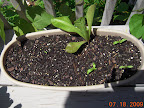 Not a lot of chard sprouted. Usually it's 3 seedlings per seed, and half the tub got zero. Added more seeds and some fertilizer...