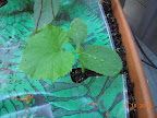 2 week sweeter yet cuke replaced back cantaloupe. Planted seeds for 2 Japanese cucumber vines in front.