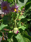 20 week twinkle eggplant - lots of flowers and fruit!