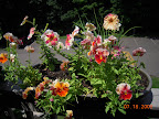 The pansies that are holding up best get most direct sun. Stunted from last year's geraniums.
