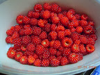 Wild raspberry season - made some fruit leather with these. :)