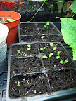 1 week - Starting lettuces (front), cabbage and spinach (rear) for fall.