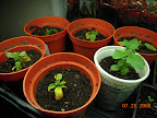 Assorted bug treatments aren't helping much with the pansies. Only one is convincingly growing.