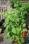 21 week twinkle eggplant producing well! This &ldquo;2 foot&rdquo; plant is up to my eyes now.