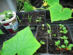 Aphid-infested single remaining pansy clone, 2-week spinach & cabbage & lettuce seedlings.