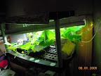 6 week cucumber pearl setting fruit now.