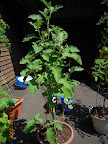 22 week twinkle eggplant just set a bunch of new fruit after a spell of dropping all flowers.