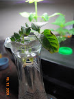 Jet Star tomato cutting rooted, 2.5 weeks from cutting.