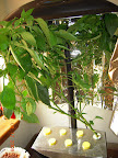 24 week carmen pepper, one fruit ripe, several more under development.