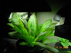 3 week silvia romaine