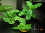 3 / 4 week convolvulus, zinnia, mimulus
