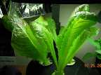 4 week silvia romaine, now 1 per pod, freshly cropped - doing well.