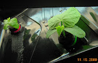 2 week dishtub cucumbers, EC now 1.6. Left plant has lesions on seed leaves, but might get past it.