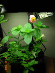 8/7 week flowers, zinnia and mimulus blooming, nothing yet on the convolvulus.