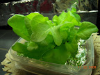 3 week hydroton lettuce - lives with dishtub cuke atm.
