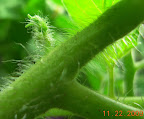 9.5 week jet star tomato - buds not particularly close to flowering.