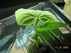can see buds better without the dead leaves...