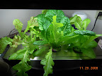 4 week mostly-KRC, harvested some for Thanksgiving.