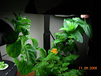 10/9 week flowers. Still no sign of convolvulus. Zinnia really hasn't been attractive. Mimulus frequently in bloom, but blossoms very short-lived.