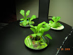 1 week romaines doing well.