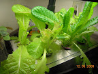 5 week mostly-KRC lettuce in pro100, eating mode.