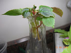 1 week impatiens cuttings, much pruned. Rooted overnight after adding root hormone yesterday.
