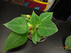 3 week impatiens cutting looks about to bloom - salmon, I think.