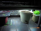 5 day cucino cukes - one in tub, one in soil. And 7 week lettuce.