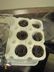 Snapdragons coming along. Eggplant nowhere yet. Doesn't show, but there is a dust mote sized coleus.