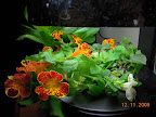 Mimulus have been very happy this week. Had impatiens cuttings in here, too, but decided the nutes were too strong for them yet.