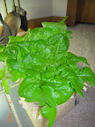 8 week hydroton lettuces.