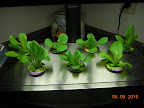2 week romaines. Center 3 pods Little Caesar, outer 4 pods mixed romaines, accidentally all reddish.