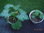5 week zucchini has *female* flower open first - plus cantaloupe.