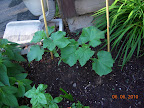 5 week Japanese cukes starting to climb.