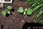4 week Japanese cukes (I have a third).