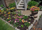 All annuals blooming now, daylilies have buds. Mini stuffing peppers still look kinda sad.