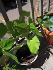 5 week bush beans starting to bloom