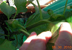 10 week lipstick pepper fruits