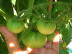 12 week bucks county, biggest fruits - hard to tell how many are growing