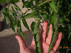 razzleberry leaf roll and purple - seems slightly less purple today