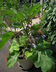 13 week gretel eggplant - 2nd (3rd?) bloom, 1st eggplant still inside calyx