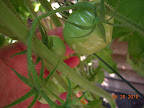 13 week early girl biggest fruits. Lots of aphids on both of these.