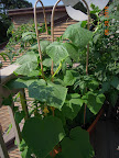 7 week cukes, at least 2 / 3 have cukes fattening