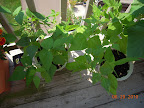 8 week bush beans - harvesting first pot (right)